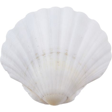 Irish Deep Scallop 4" & Up