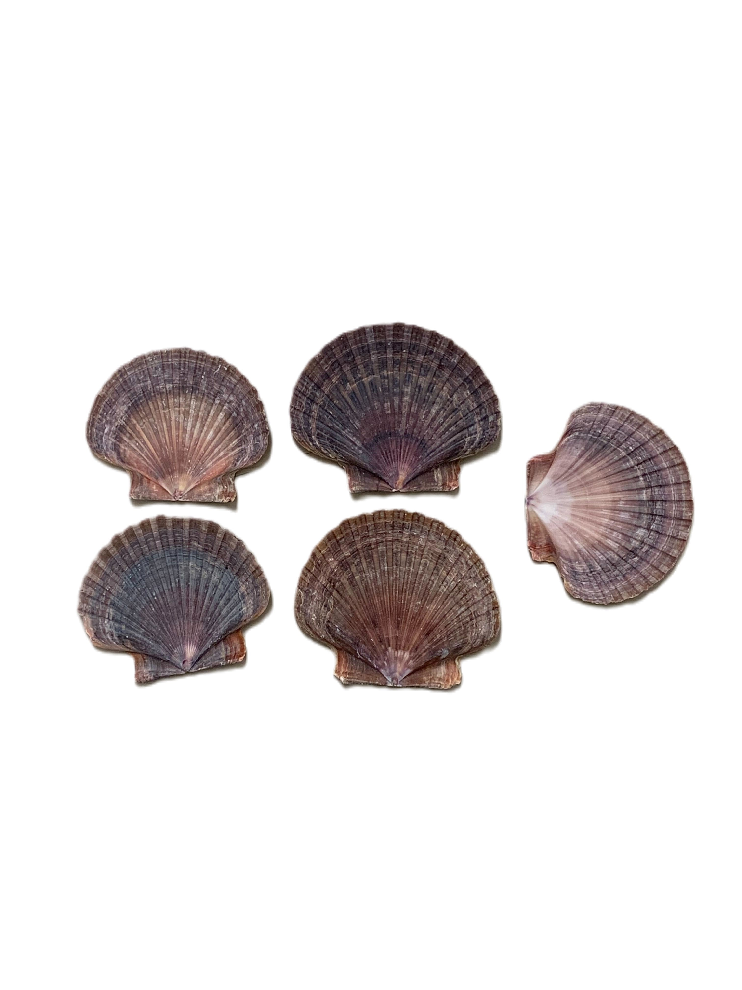 Mexican Flat Scallop 3-3.5"