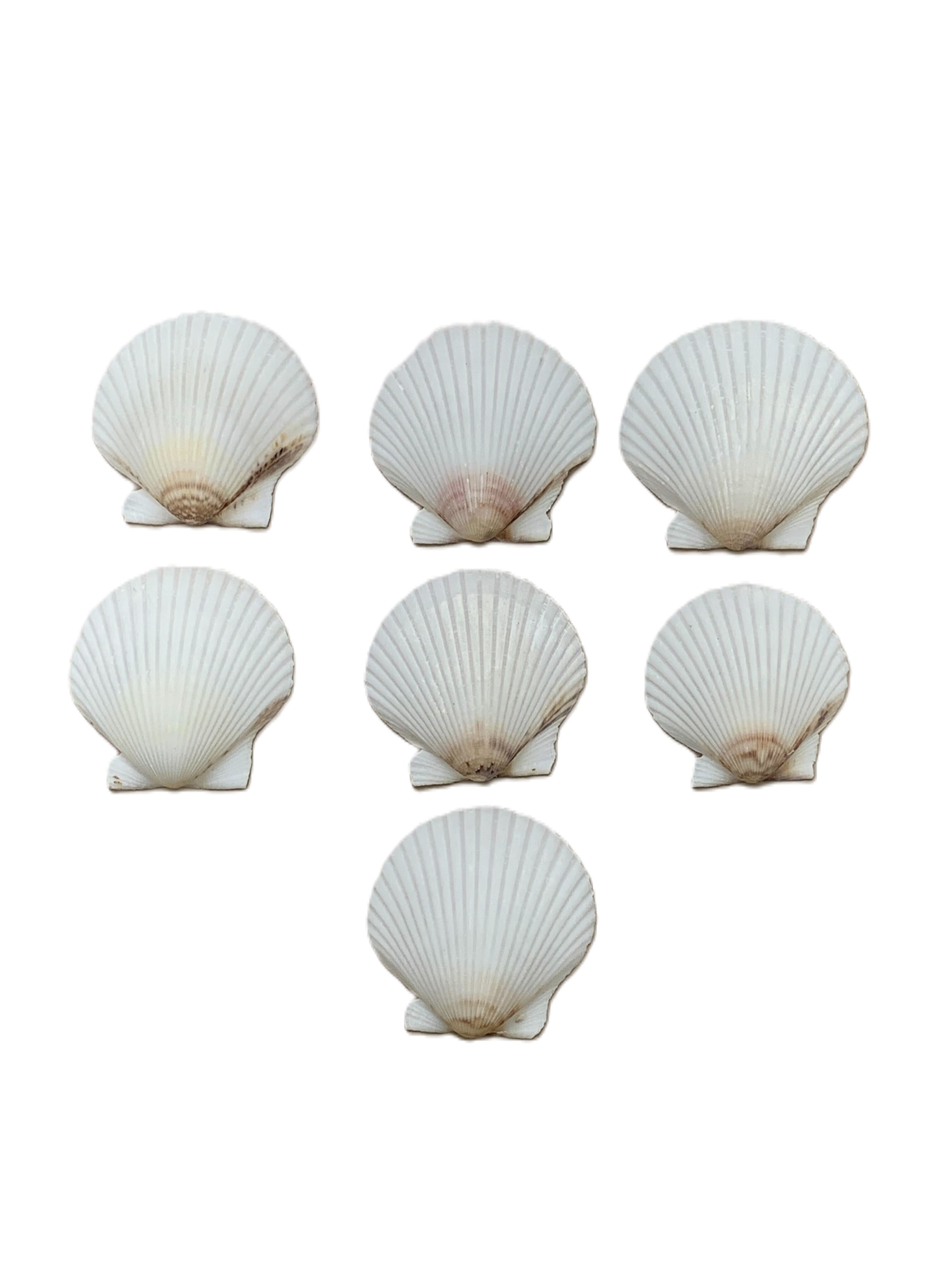 Florida White Scallop 1.75-2.25"