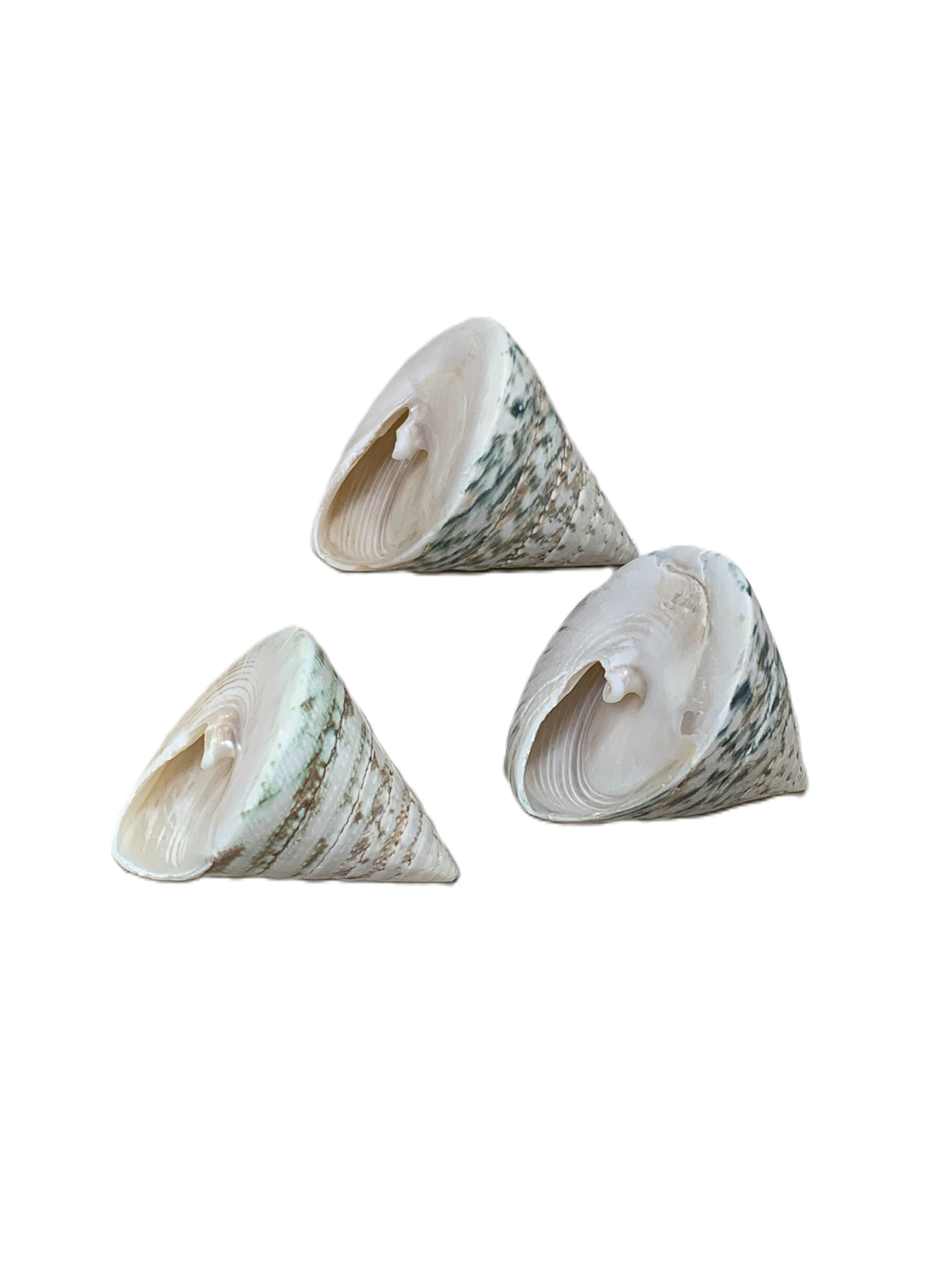 Green Trochus Polished 2-3"