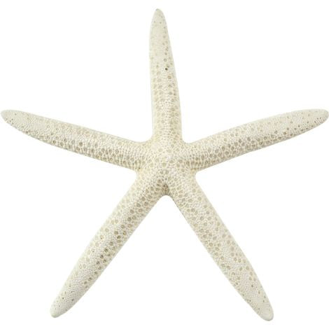 FINGER WHITE STARFISH 4-6 INCHES
