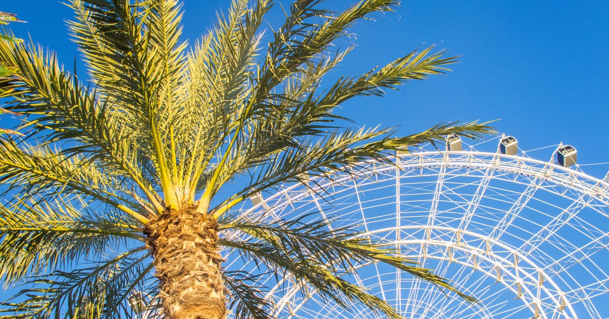 A tall palm tree standing in front of a large, white Ferris wheel. A clear blue sky fills the background.