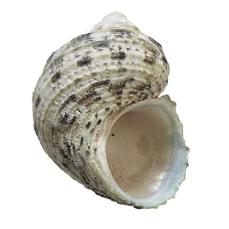 Little Burnt Turbo 1-1.5" (kilo) Shell