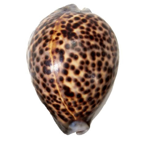 Tiger Cowrie 3-4