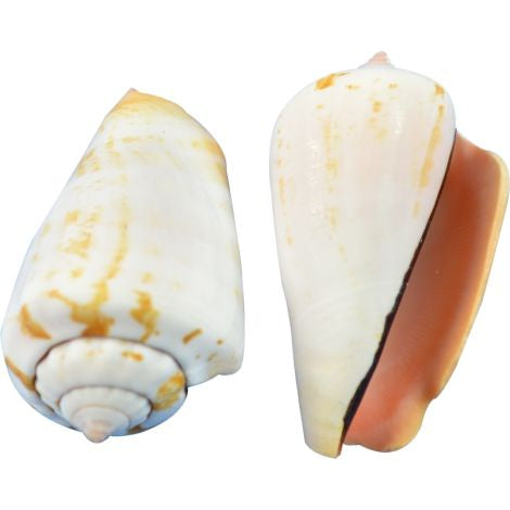 Strawberry Conch 2-2.5" (gallon)