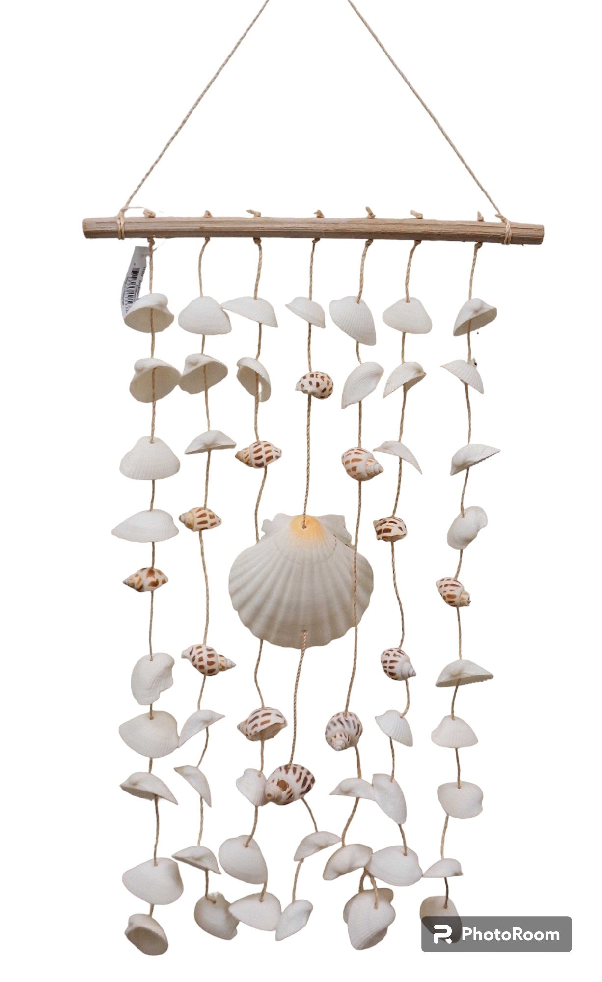 Ark & Irish Deep Shells on Driftwood Hanger 10x18''