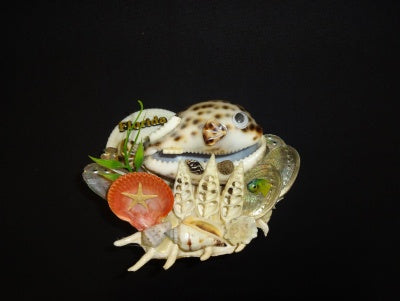 Lambis Aquarium with Tigris Fish-shell Decoration