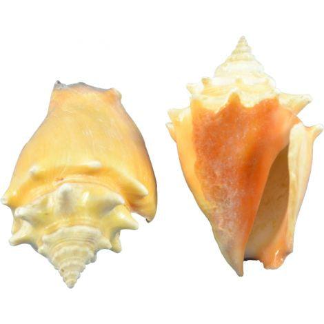 Fighting Conch 2.25-3.25 Inch