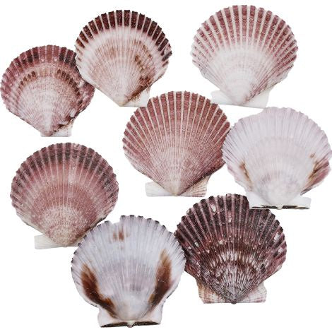 3706K - Purple Pecten 1.5-2.75"
