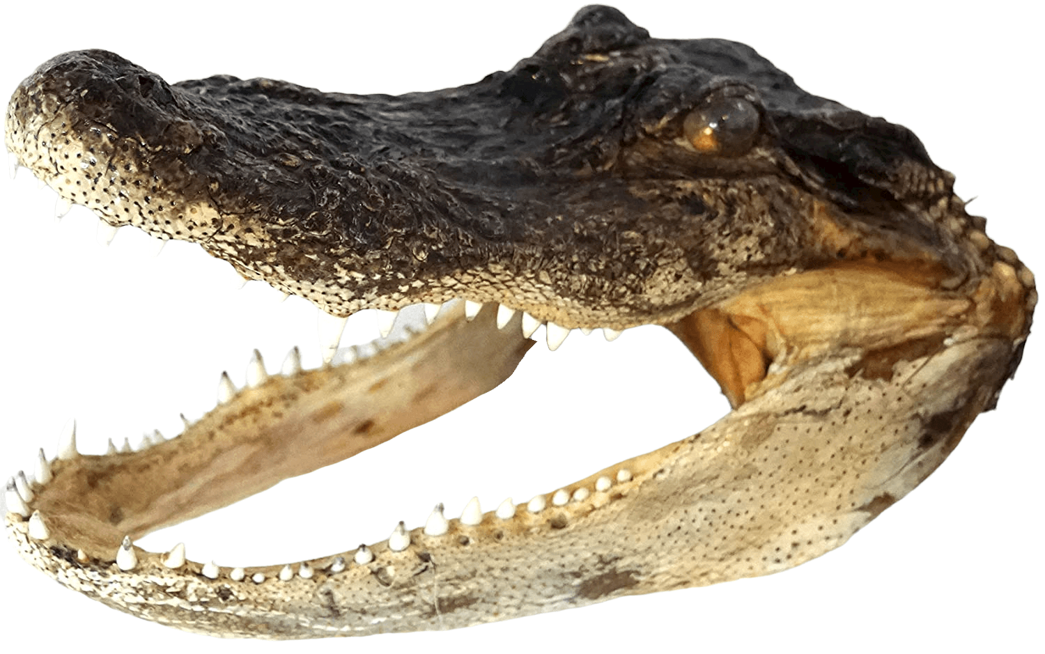 Taxidermied American Alligator Head (9 - 10 inches)